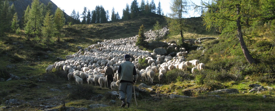 Greggi sulle Dolomiti