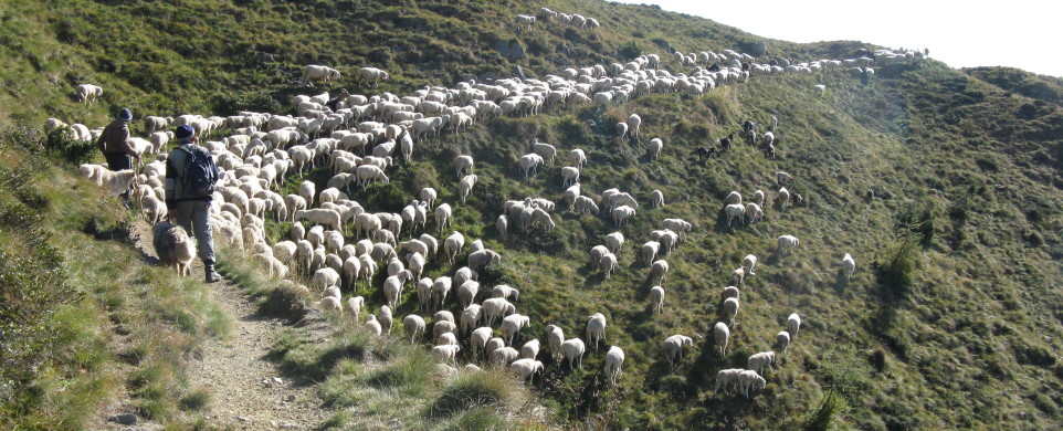 Agnelli delle Dolomiti