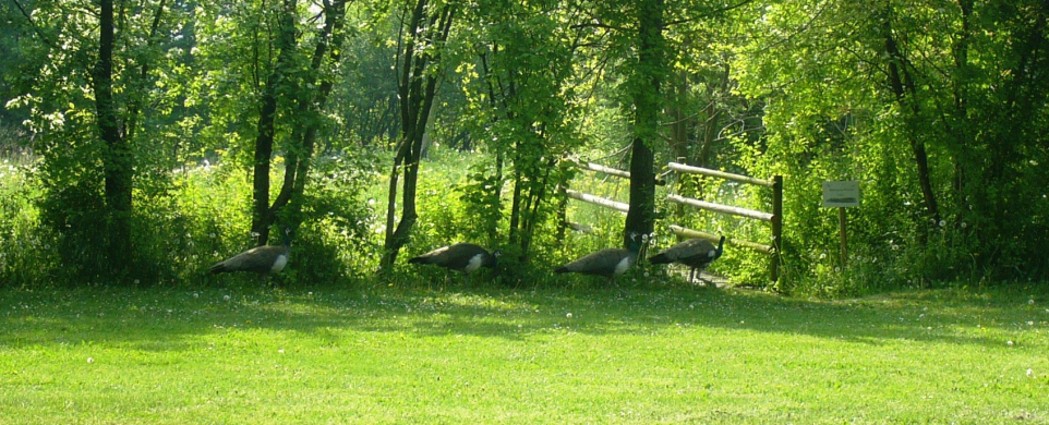 Il parco intorno alla Beccheria
